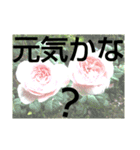 すうすうすたんぷす（個別スタンプ：10）