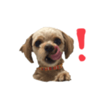 犬のりんくん（個別スタンプ：1）