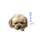 犬のりんくん（個別スタンプ：2）