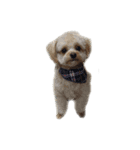 犬のりんくん（個別スタンプ：3）