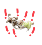 犬のりんくん（個別スタンプ：4）