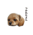 犬のりんくん（個別スタンプ：5）