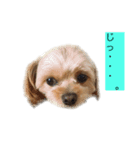 犬のりんくん（個別スタンプ：6）