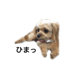 犬のりんくん（個別スタンプ：7）