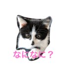 ミルさんスタンプ3（個別スタンプ：1）