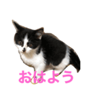 ミルさんスタンプ3（個別スタンプ：3）