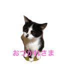 ミルさんスタンプ3（個別スタンプ：8）