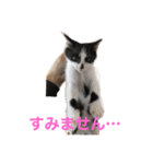 ミルさんスタンプ3（個別スタンプ：10）