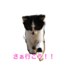 ミルさんスタンプ3（個別スタンプ：13）