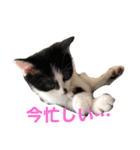 ミルさんスタンプ3（個別スタンプ：16）