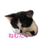 ミルさんスタンプ3（個別スタンプ：17）