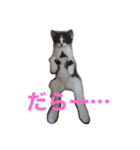ミルさんスタンプ3（個別スタンプ：18）