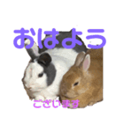 船乗りうさお（個別スタンプ：1）