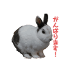 船乗りうさお（個別スタンプ：2）