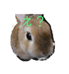 船乗りうさお（個別スタンプ：3）