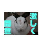 船乗りうさお（個別スタンプ：4）