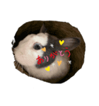 船乗りうさお（個別スタンプ：6）