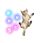 ごまちん（個別スタンプ：1）