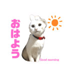 メイちゃんスタンプときどきコウキ（個別スタンプ：1）