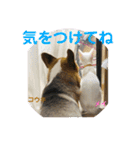 メイちゃんスタンプときどきコウキ（個別スタンプ：6）