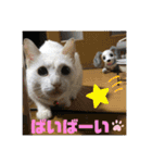 メイちゃんスタンプときどきコウキ（個別スタンプ：8）