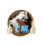 らるコレクション（個別スタンプ：4）