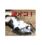 らるコレクション（個別スタンプ：11）