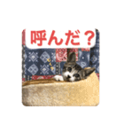 らるコレクション（個別スタンプ：15）