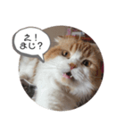 スコラビ（個別スタンプ：3）