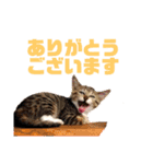 ネコのクゥとミヤ（個別スタンプ：1）