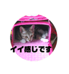 ネコのクゥとミヤ（個別スタンプ：2）