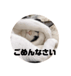 ネコのクゥとミヤ（個別スタンプ：3）