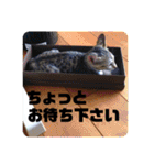 ネコのクゥとミヤ（個別スタンプ：4）