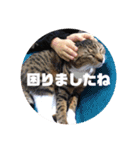 ネコのクゥとミヤ（個別スタンプ：5）