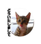 ネコのクゥとミヤ（個別スタンプ：6）