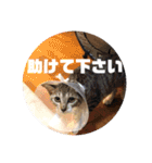 ネコのクゥとミヤ（個別スタンプ：9）