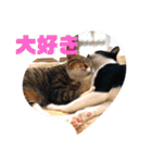 ネコのクゥとミヤ（個別スタンプ：10）
