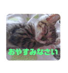 ネコのクゥとミヤ（個別スタンプ：12）