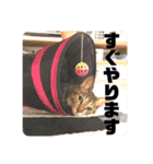 ネコのクゥとミヤ（個別スタンプ：13）
