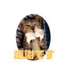 ネコのクゥとミヤ（個別スタンプ：14）