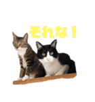 ネコのクゥとミヤ（個別スタンプ：17）