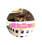 ネコのクゥとミヤ（個別スタンプ：18）