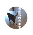 ネコのクゥとミヤ（個別スタンプ：20）
