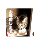 ネコのクゥとミヤ（個別スタンプ：22）