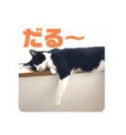 ネコのクゥとミヤ（個別スタンプ：23）