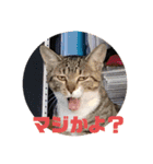 ネコのクゥとミヤ（個別スタンプ：25）