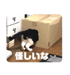 ネコのクゥとミヤ（個別スタンプ：27）