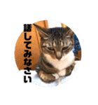 ネコのクゥとミヤ（個別スタンプ：32）