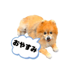 ワンコ3S（個別スタンプ：9）