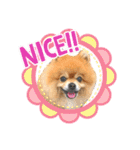 ワンコ3S（個別スタンプ：10）